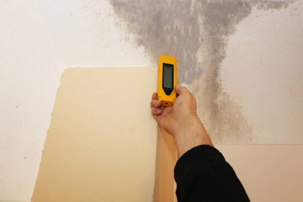  Memphis, FL Mold Removal Pros