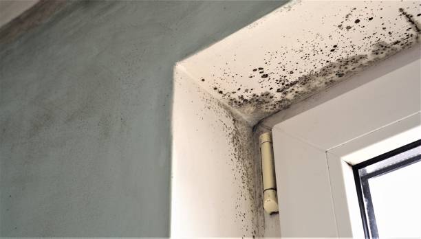 Best Mold-Related Health Consultation  in Memphis, FL
