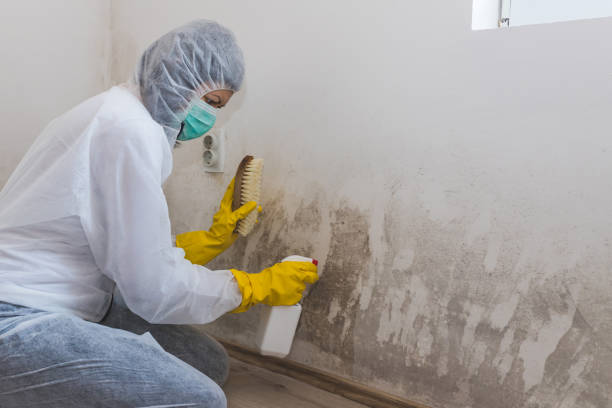 Best Attic Mold Removal  in Memphis, FL