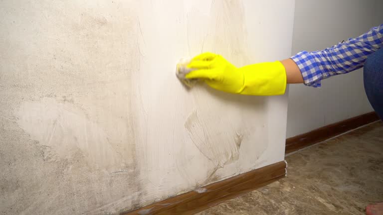 Professional Mold Removal in Memphis, FL