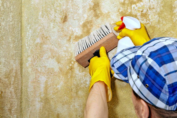 Best Basement Mold Removal  in Memphis, FL