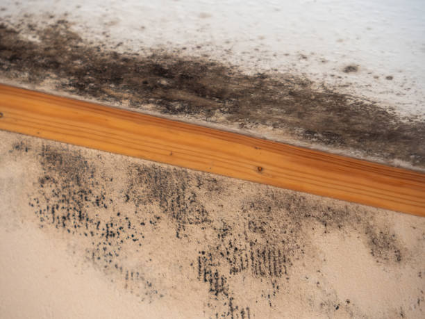 Best Post-Construction Mold Inspection  in Memphis, FL