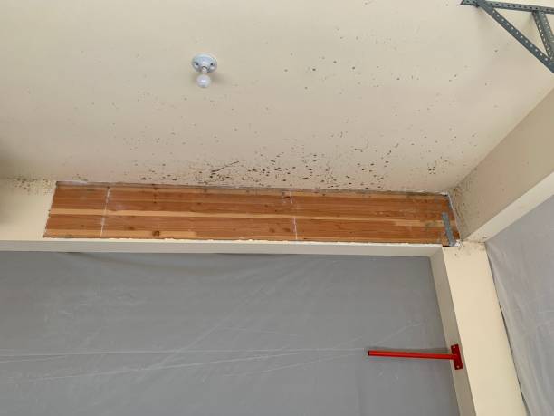 Best Environmental Consulting for Mold Prevention  in Memphis, FL