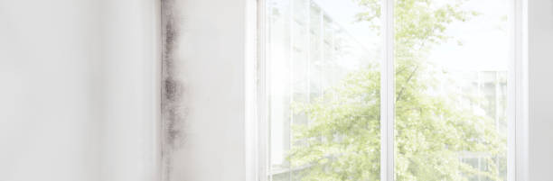 Best Black Mold Removal  in Memphis, FL