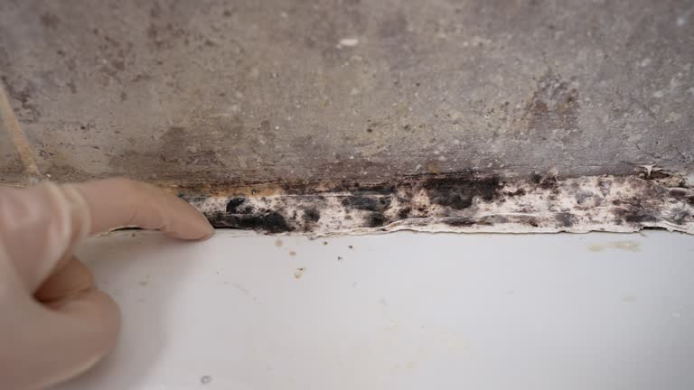 Best Emergency Mold Remediation  in Memphis, FL